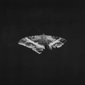 Kendrick Lamar – To Pimp A Butterfly (2LP) Standar